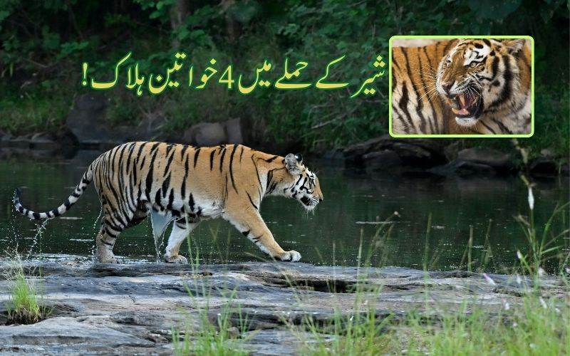 مہاراشٹر: شیر کے حملے میں چارخواتین ہلاک 